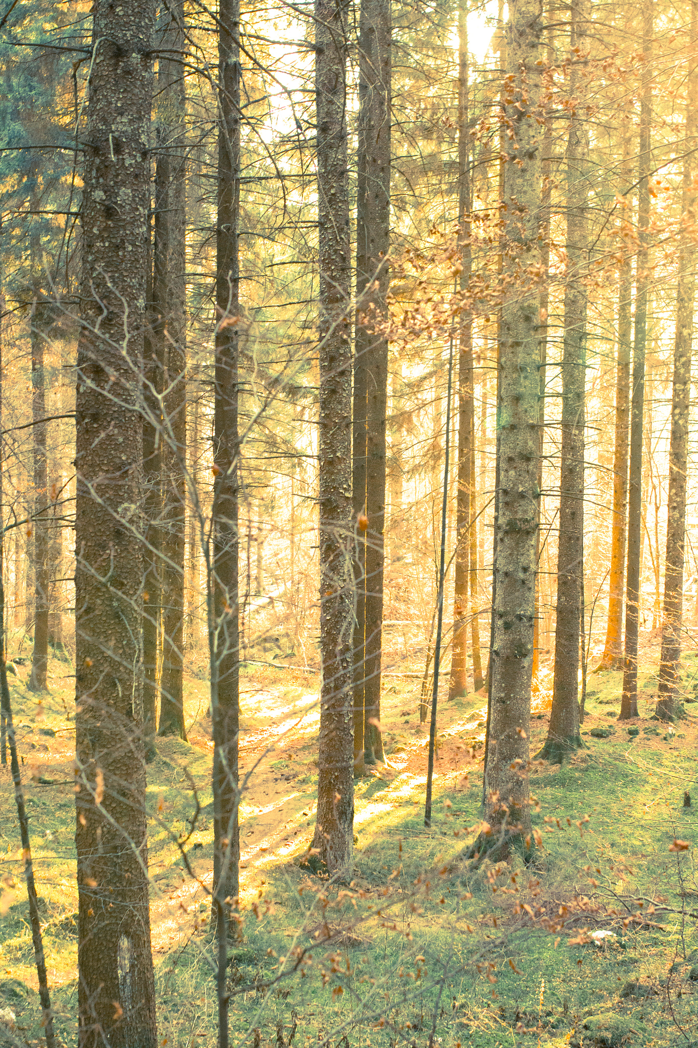 Canon EOS M + Sigma 35mm F1.4 DG HSM Art sample photo. Golden forest photography
