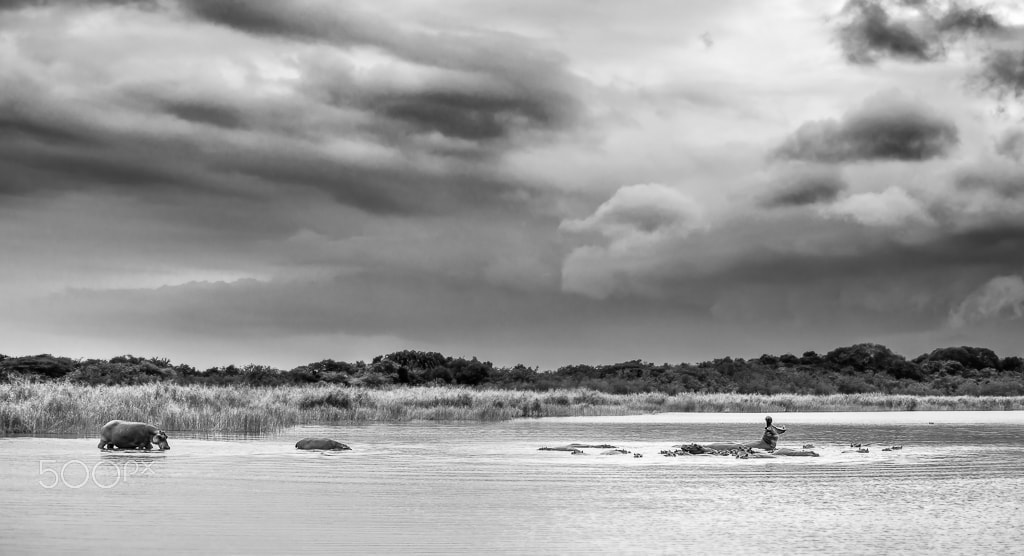 Nikon D3X sample photo. A cry for rain px photography
