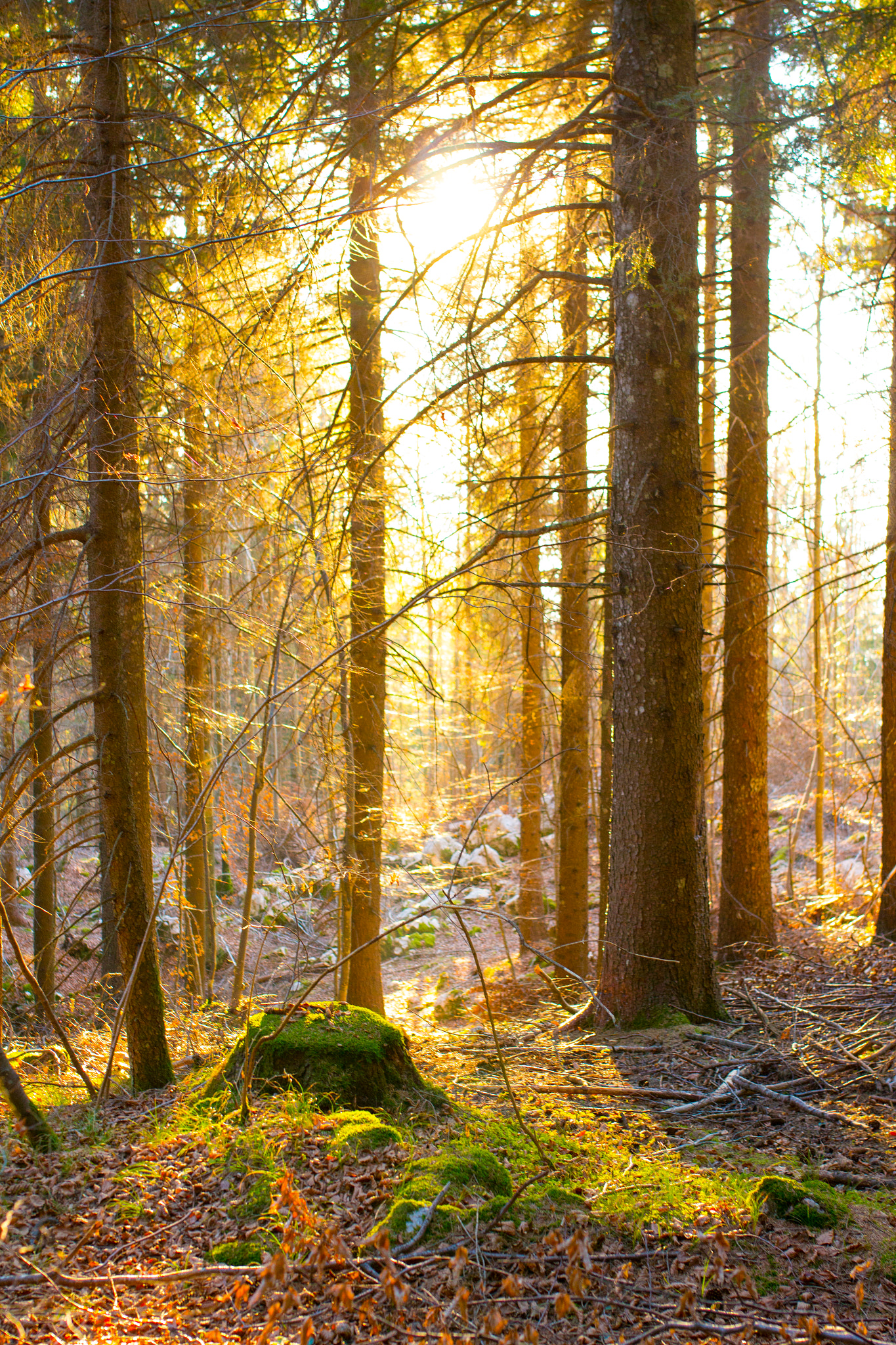 Canon EOS M + Sigma 35mm F1.4 DG HSM Art sample photo. Fir spruce wood photography