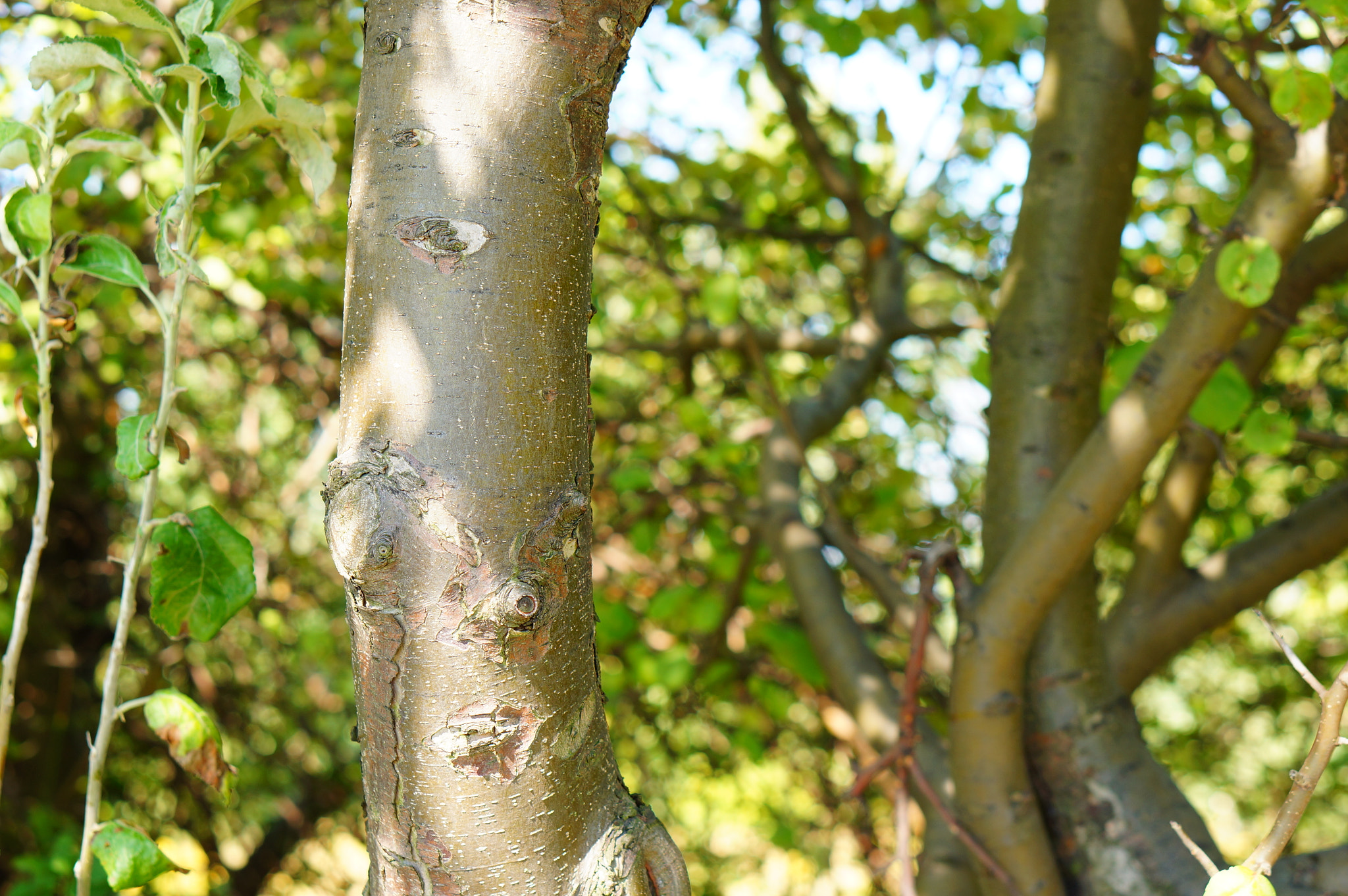 Sony Alpha NEX-5N + Sony E 50mm F1.8 OSS sample photo. Tree stem photography