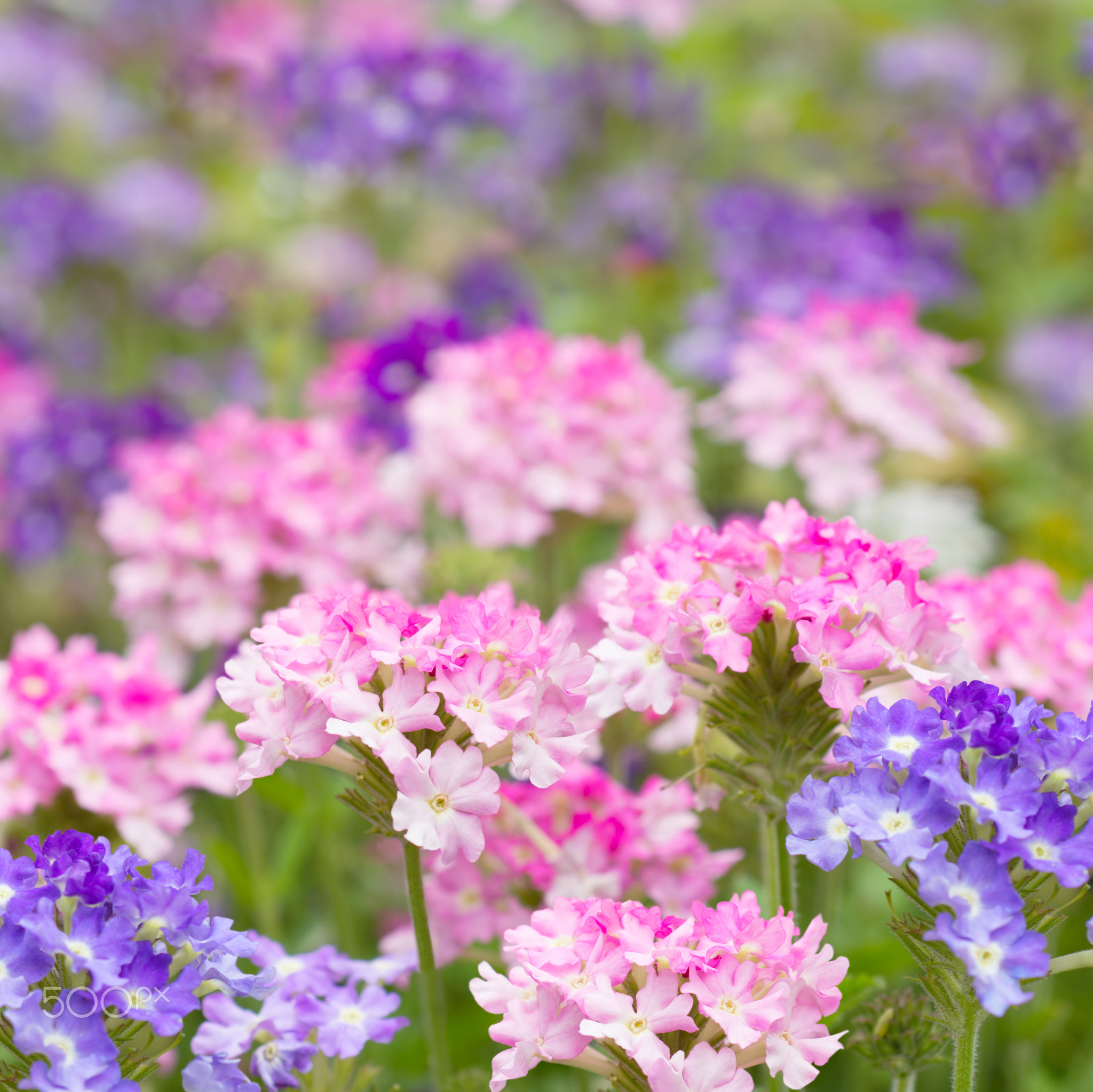 Verbena flower