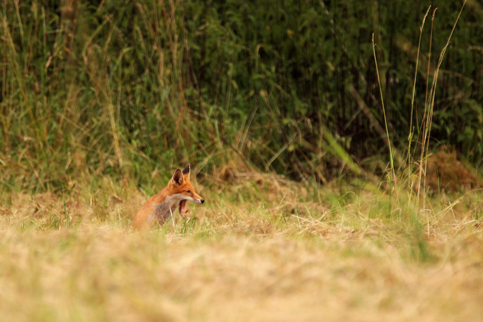Sigma 150-600mm F5-6.3 DG OS HSM | C sample photo. Tired fox photography