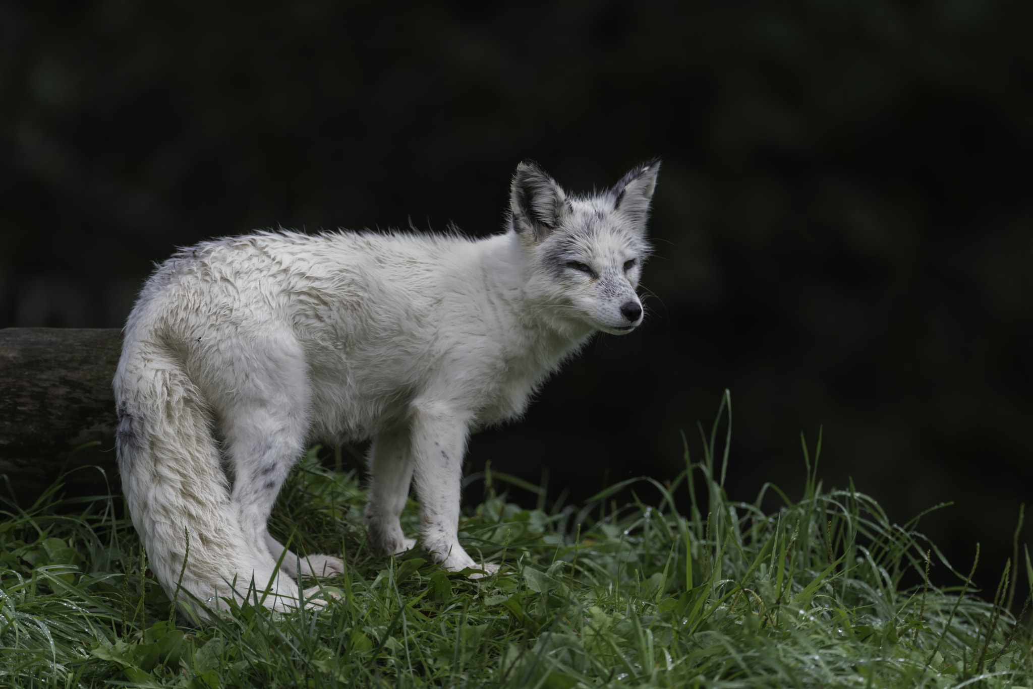Nikon D800 + Nikon AF-S Nikkor 600mm F4G ED VR sample photo. Out of the cold... photography