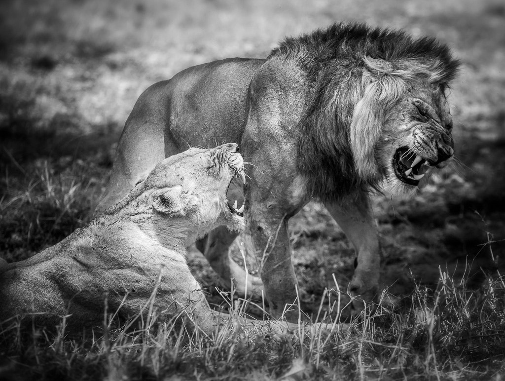 Nikon D3X + Sigma 70-200mm F2.8 EX DG OS HSM sample photo. Lions mating photography