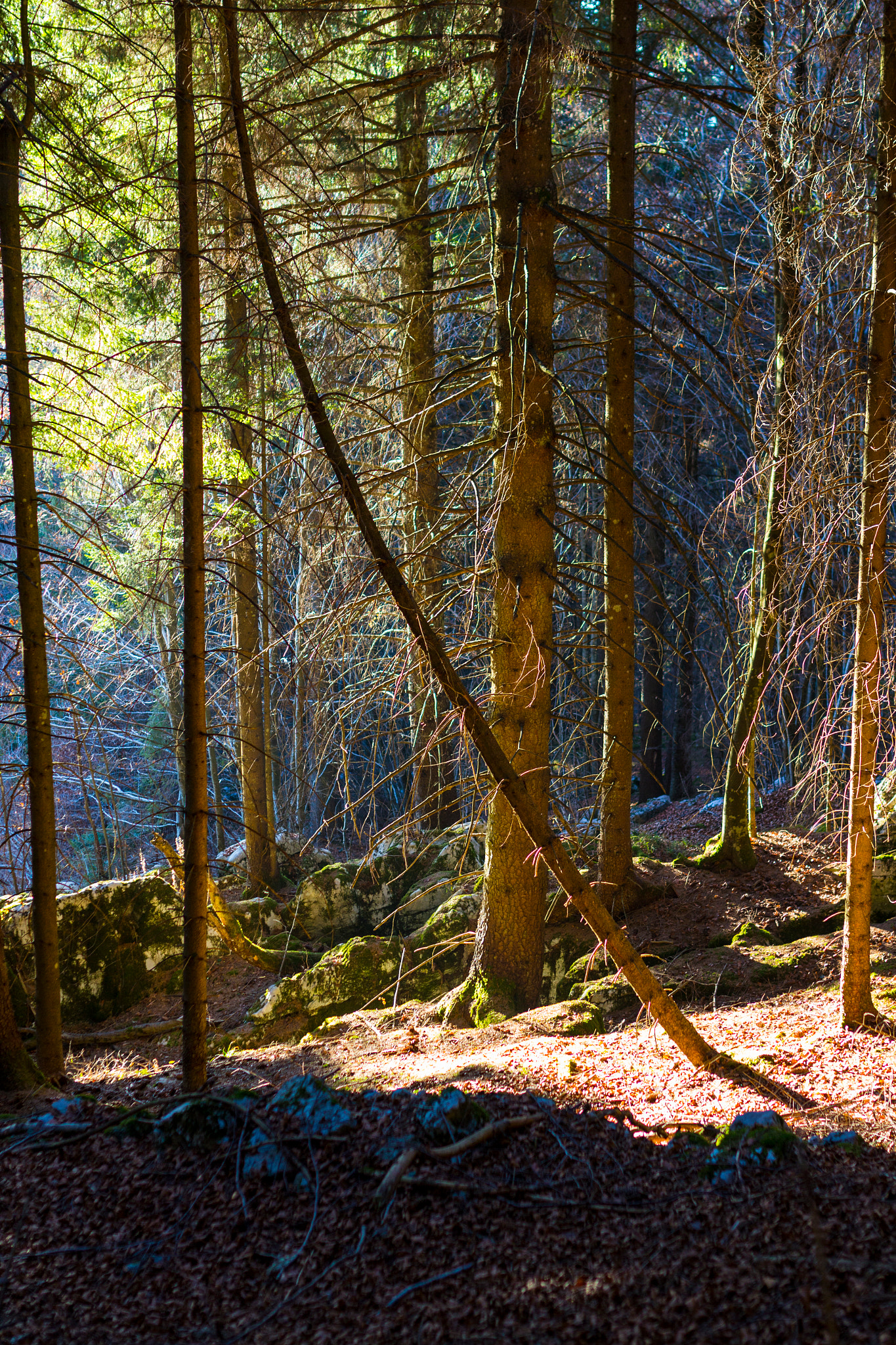 Canon EOS M + Sigma 35mm F1.4 DG HSM Art sample photo. Magic light in the wood photography