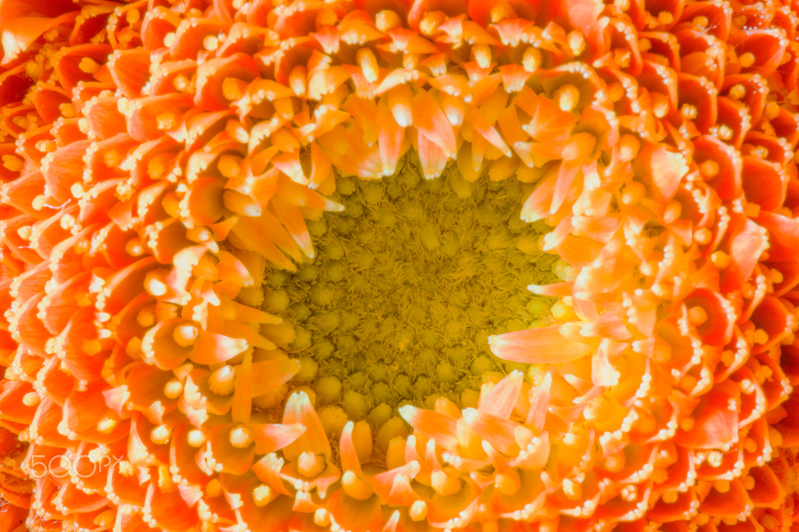 Canon EOS 1000D (EOS Digital Rebel XS / EOS Kiss F) + Canon EF 100mm F2.8 Macro USM sample photo. Orange gerbera photography