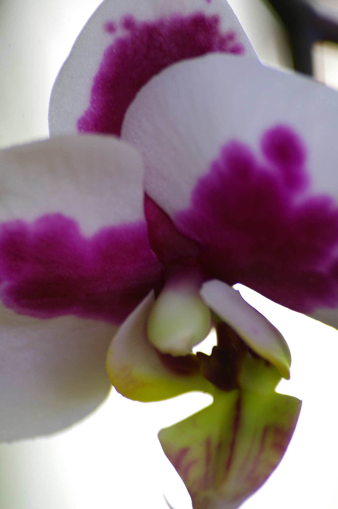 Pentax K-x + Sigma sample photo. Orchidée photography
