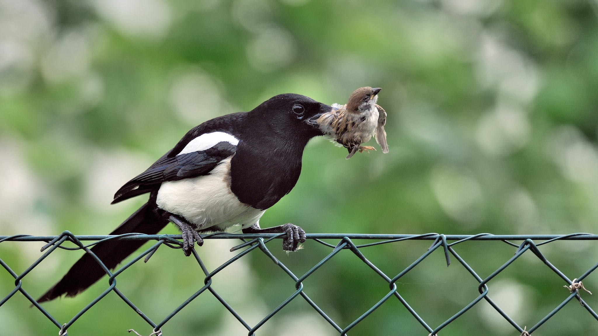 Nikon D700 + Nikon AF-S Nikkor 500mm F4G ED VR sample photo. Wildlife in my garden photography