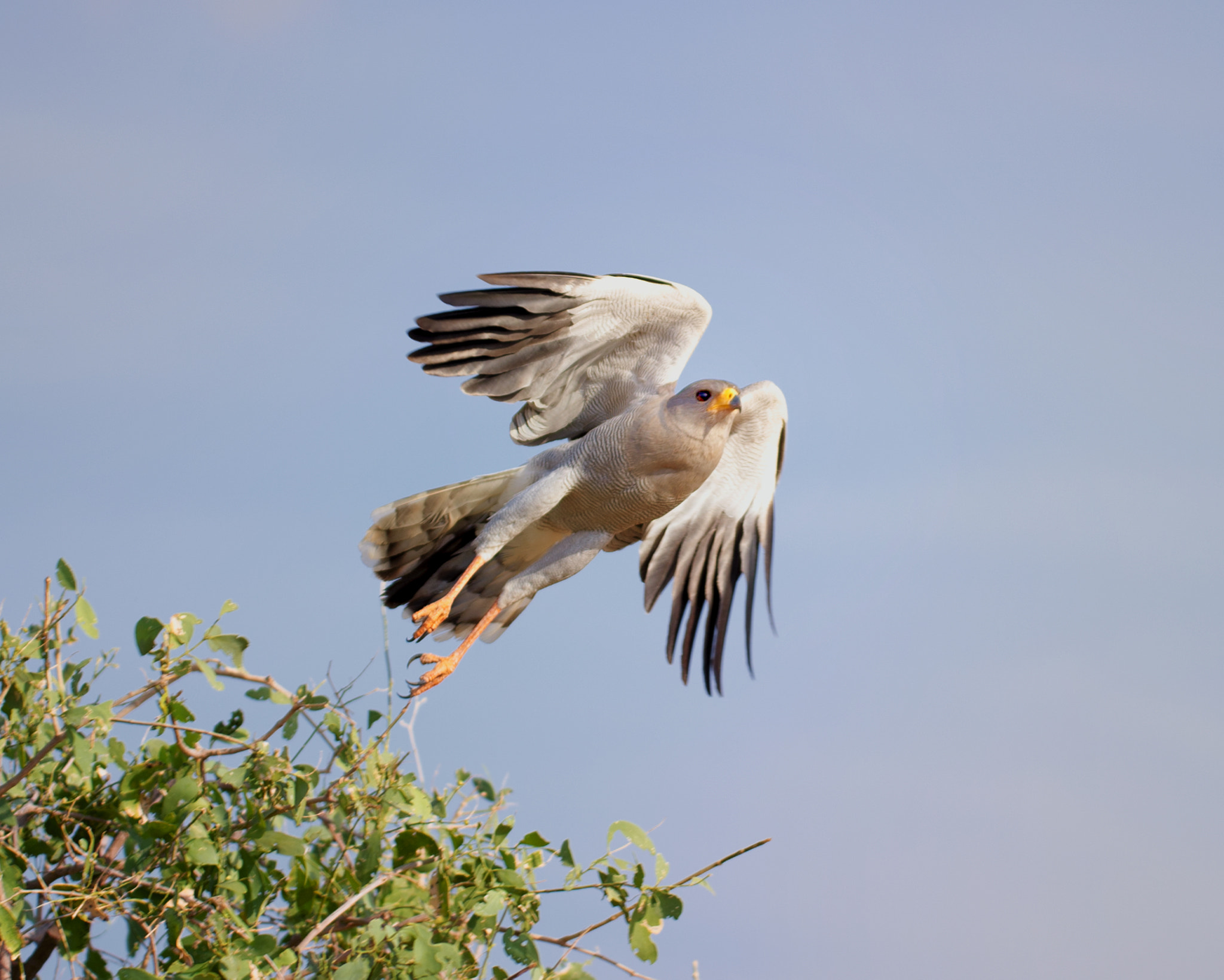 Nikon D3S sample photo. Goshawk photography
