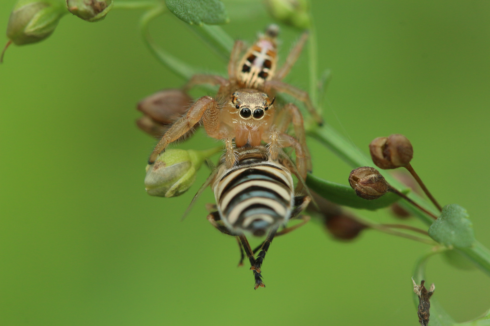 Canon EF 100mm F2.8 Macro USM sample photo. Jumping spider with prey photography