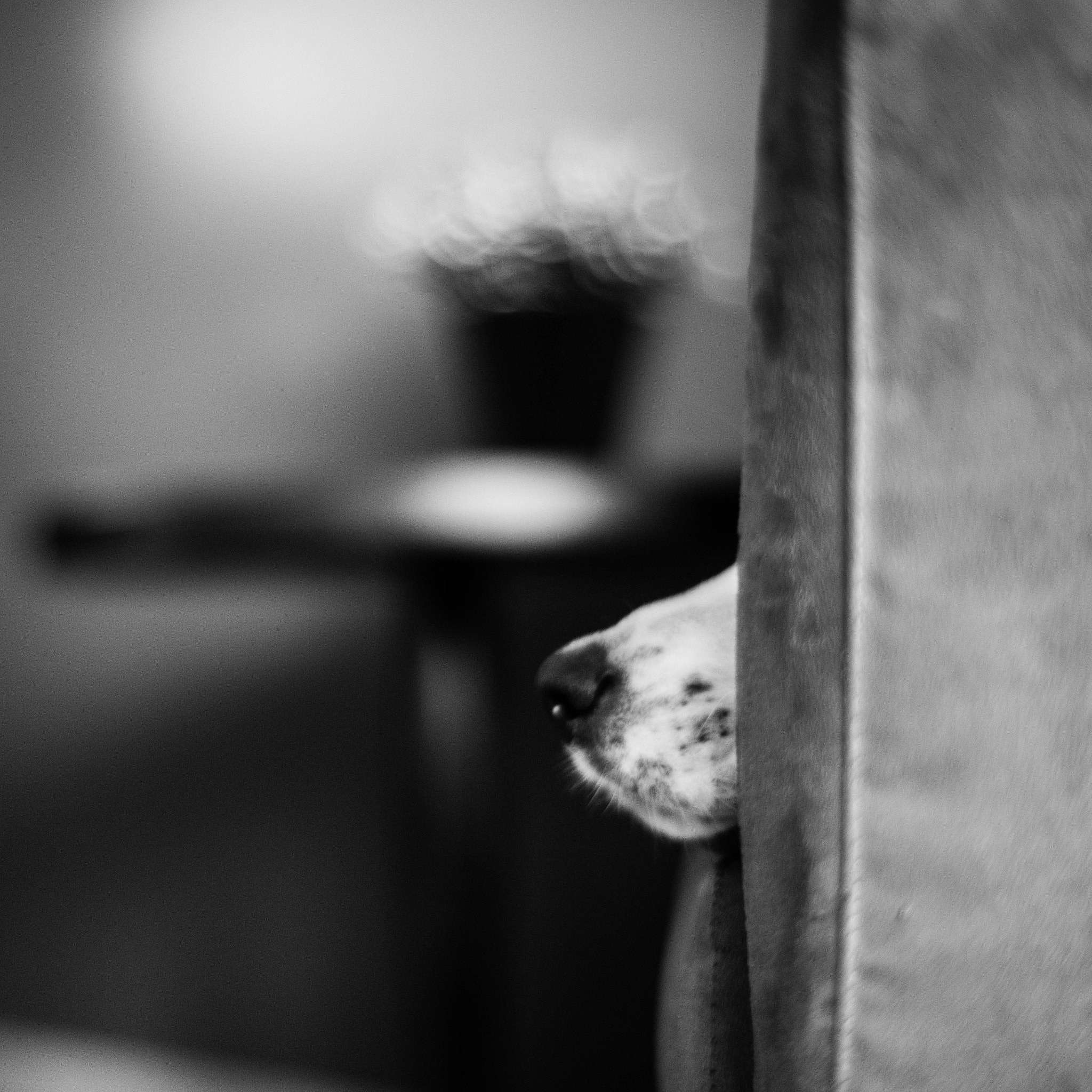 ZEISS Planar T* 50mm F1.4 sample photo. Dog i photography