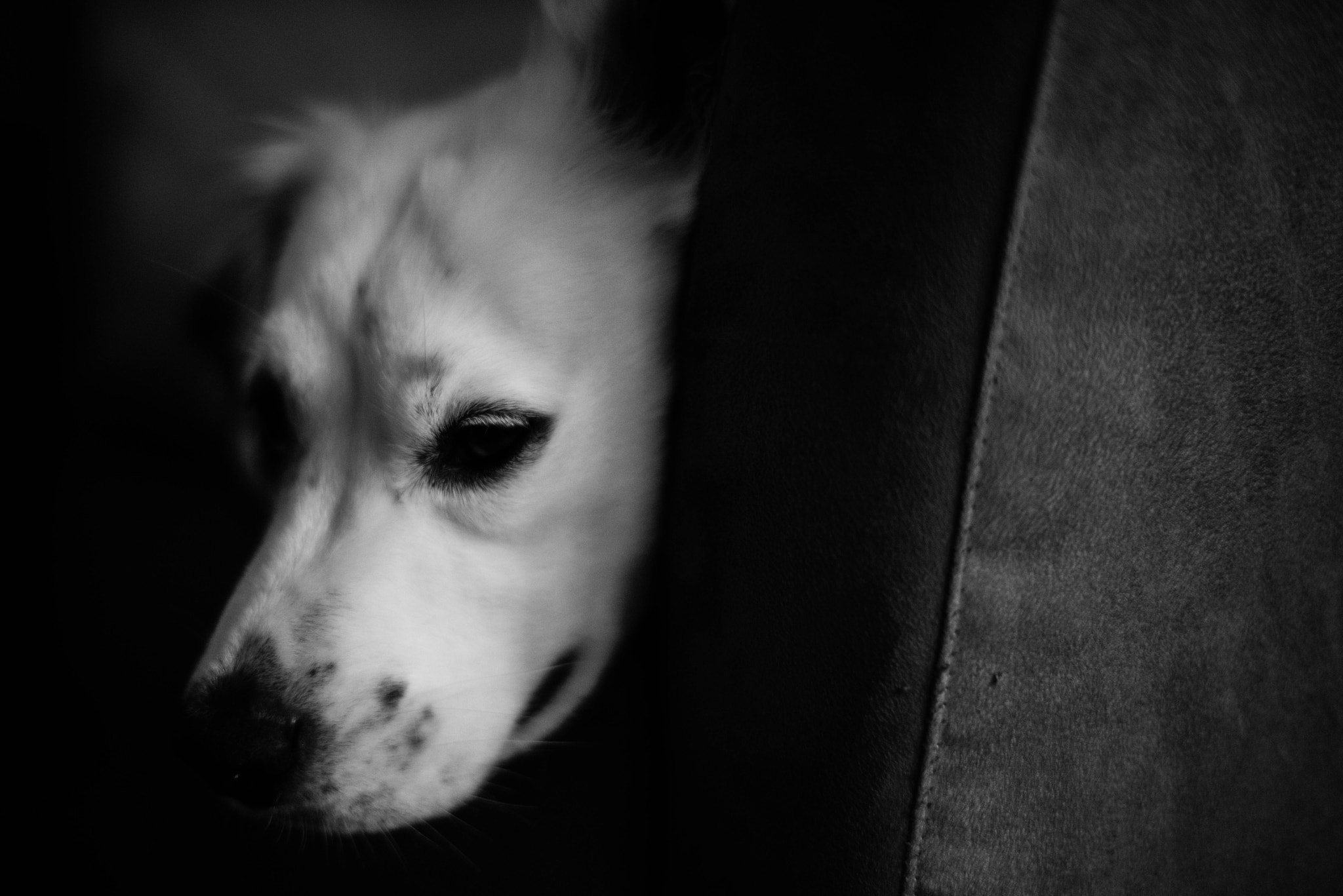 ZEISS Planar T* 50mm F1.4 sample photo. Dog ii photography