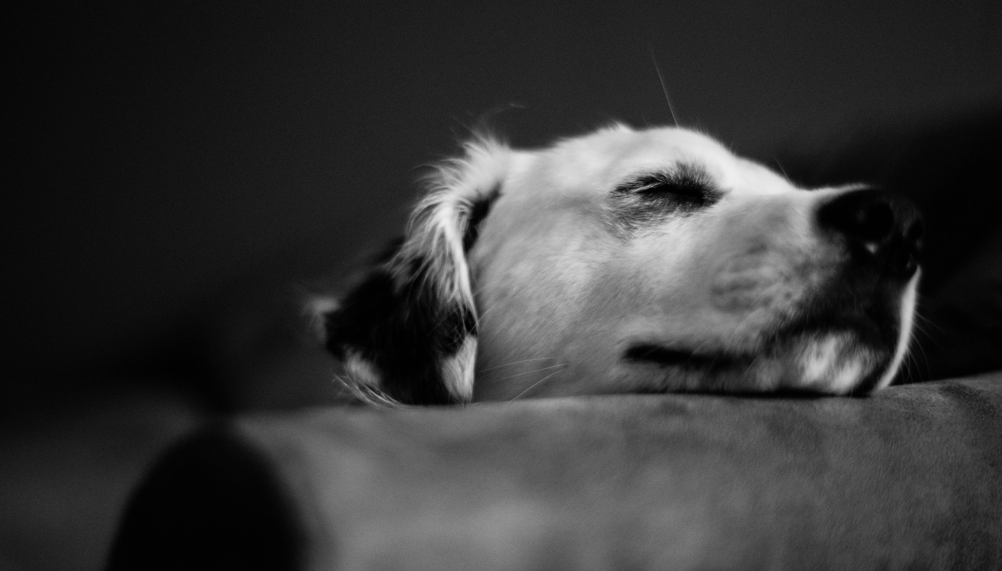 ZEISS Planar T* 50mm F1.4 sample photo. Dog iii photography