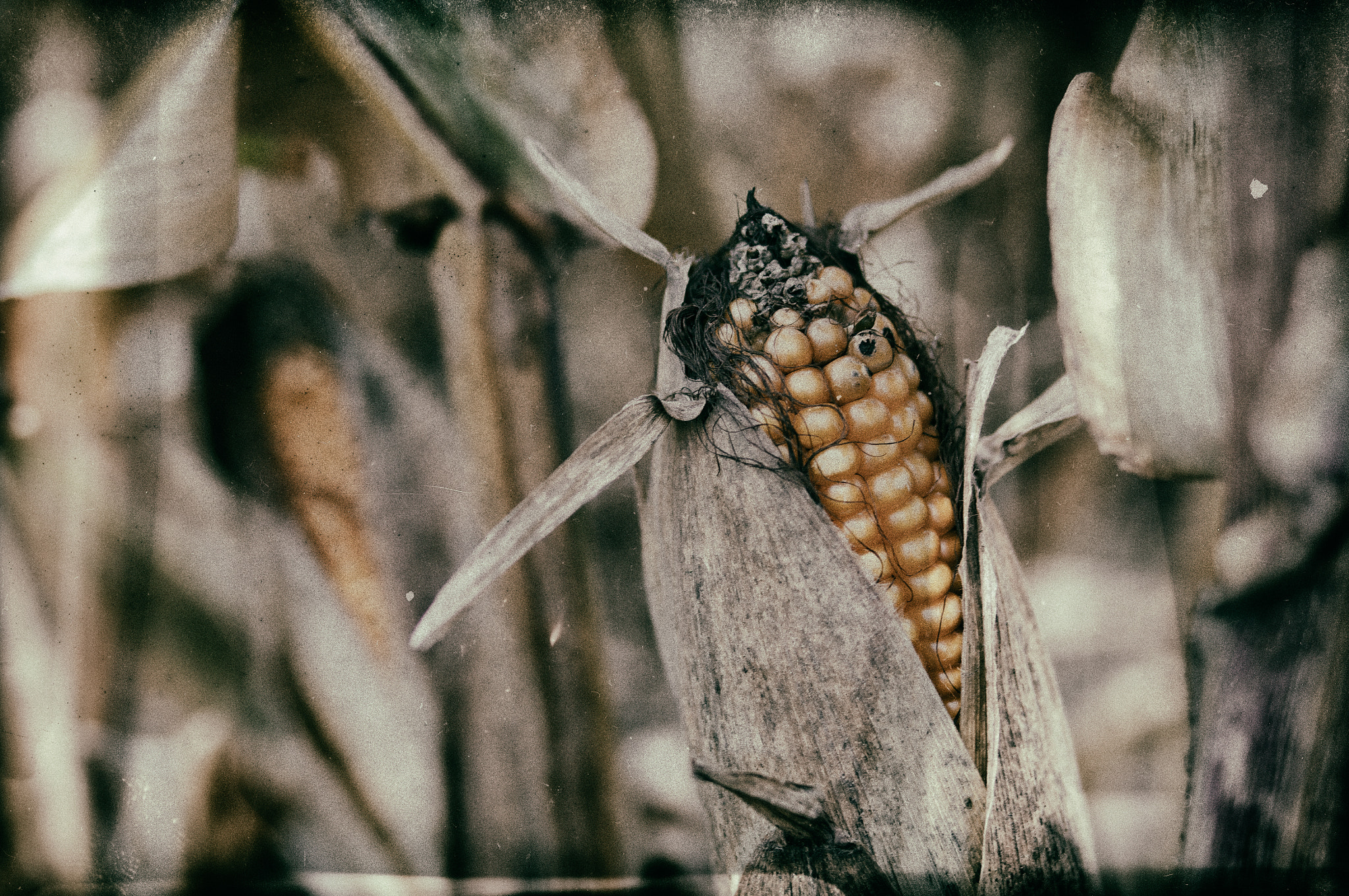 Pentax K-7 sample photo. Corn photography