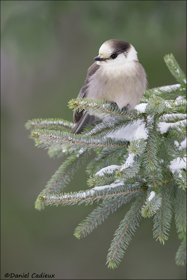 Canon EOS 7D + Canon EF 500mm F4L IS II USM sample photo. Gray jay winter scene. photography