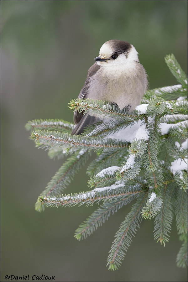Canon EF 500mm F4L IS II USM sample photo. Gray jay winter scene. photography