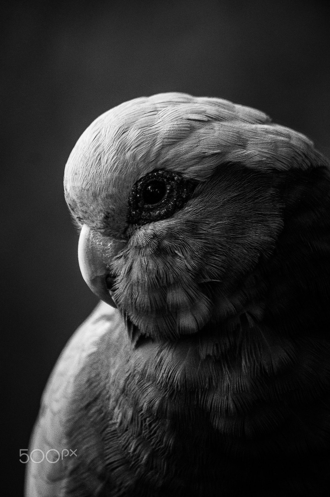 Sony 75-300mm F4.5-5.6 sample photo. A portrait from a bird photography