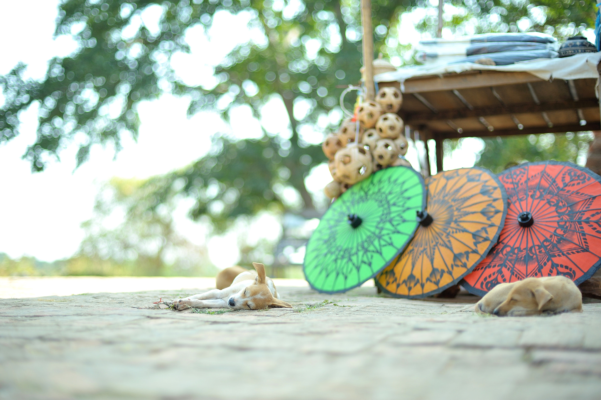 Nikon D700 + Voigtlander Nokton 58mm F1.4 SLII sample photo. Suyasuya kirakira photography
