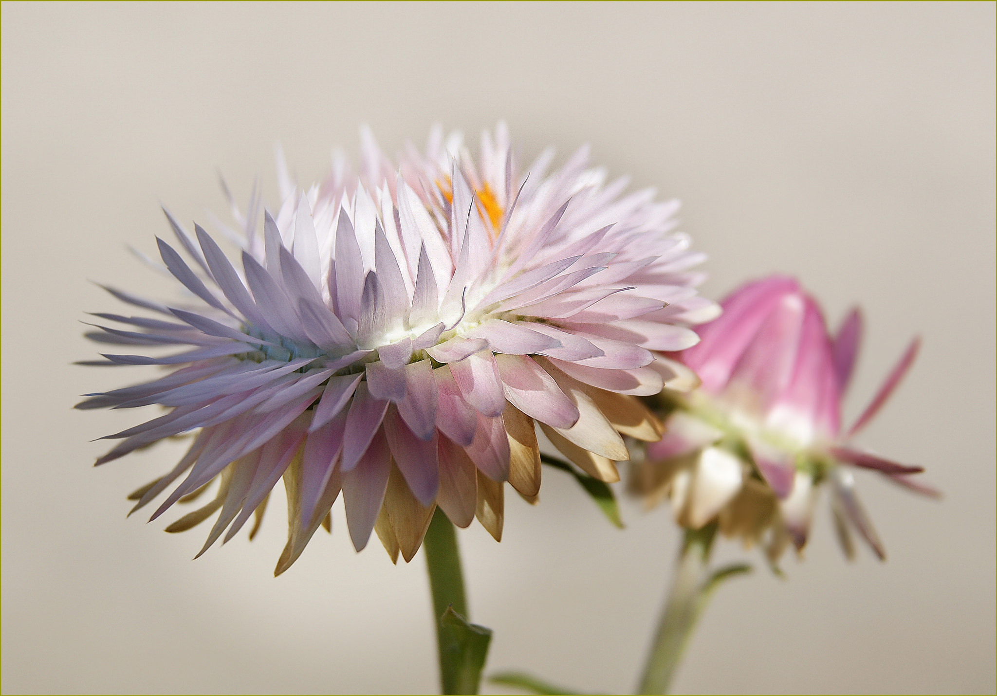 Sony DT 18-55mm F3.5-5.6 SAM sample photo. Untitled photography