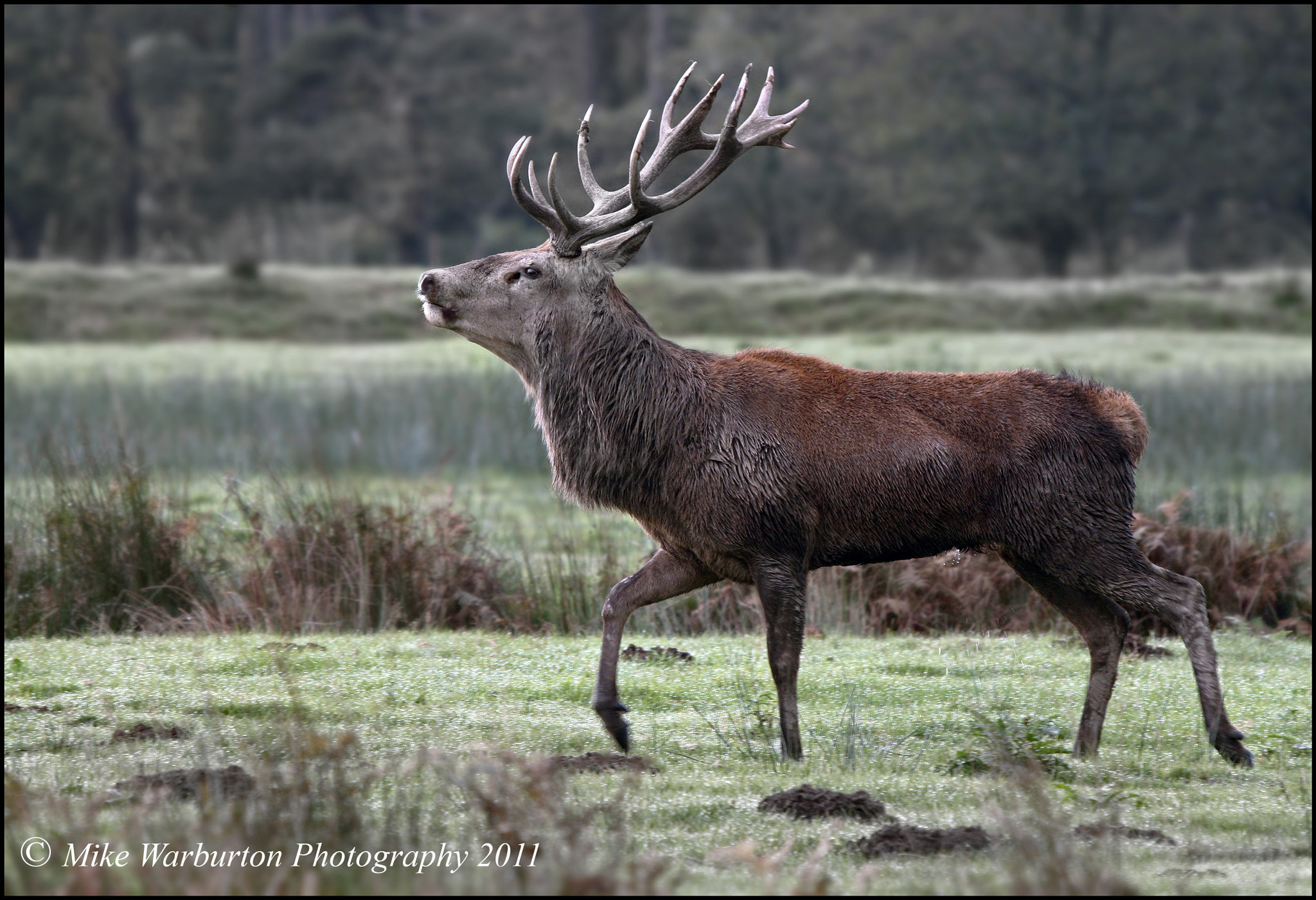 Sigma 50-500mm f/4-6.3 APO HSM EX sample photo. Posturing red stag photography