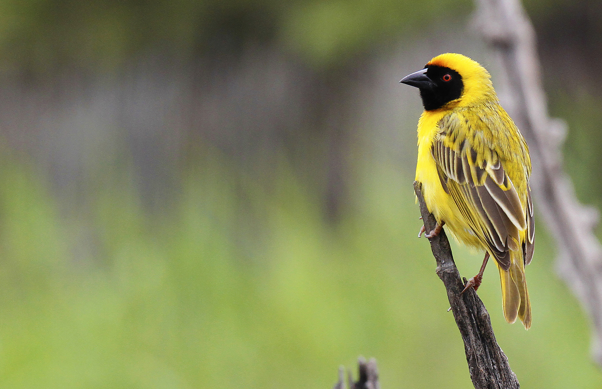 Canon EOS 7D + Sigma 120-300mm F2.8 EX DG HSM sample photo. Yellow bird photography