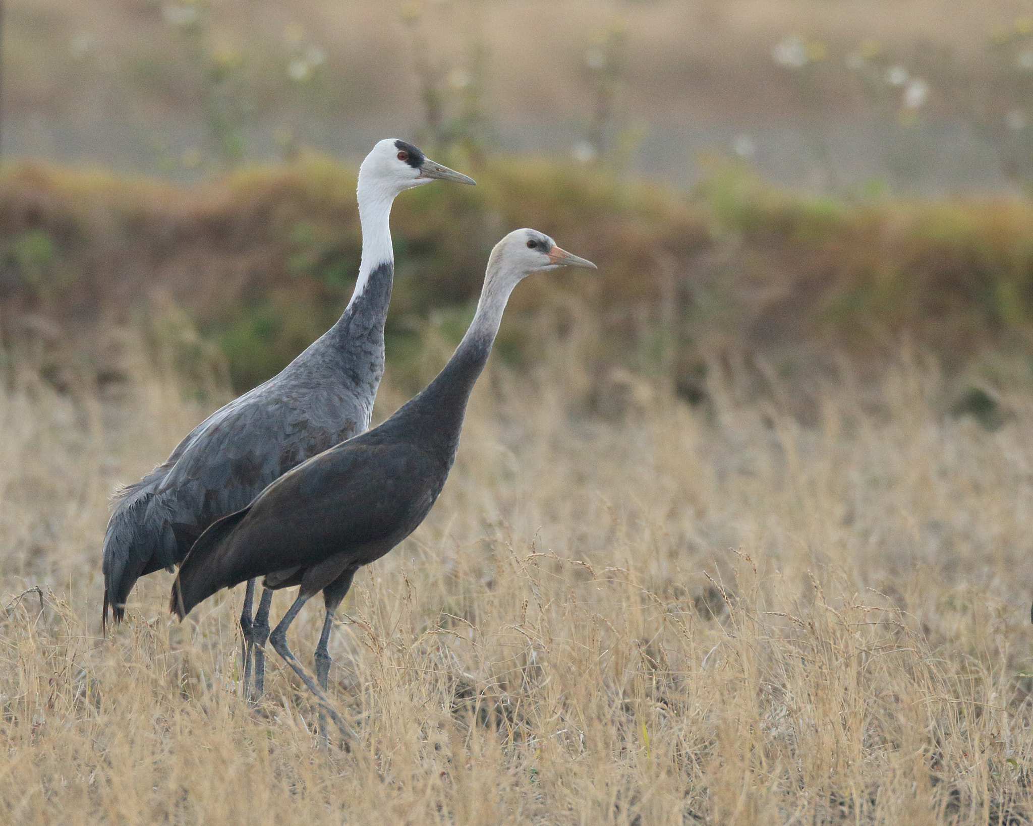 Canon EF 800mm F5.6L IS USM sample photo. ナベヅル 親子？ 1e1a4442.jpg photography