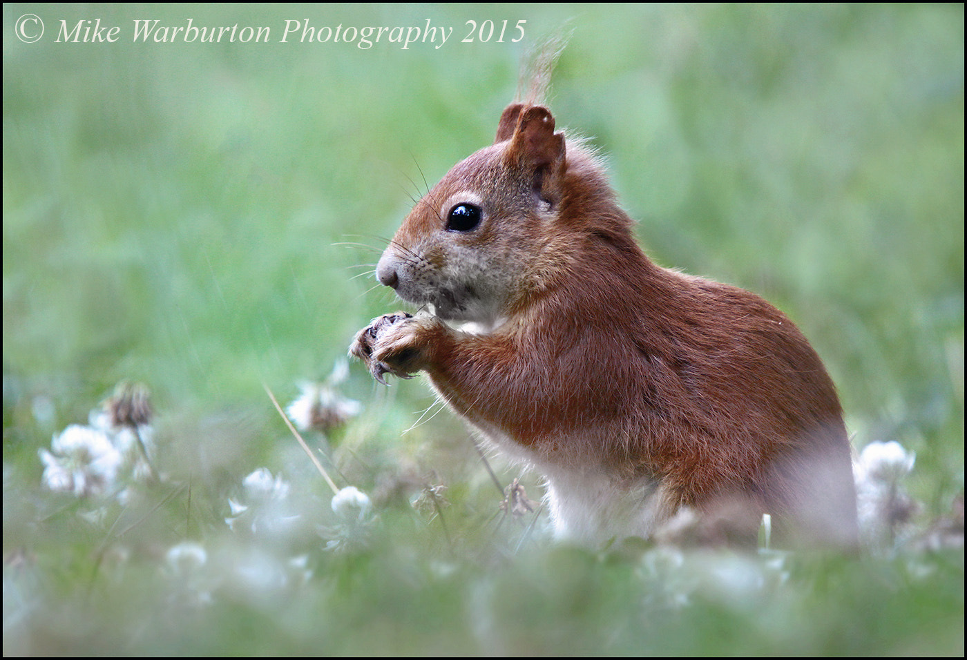 Canon EOS 50D + Sigma 50-500mm f/4-6.3 APO HSM EX sample photo. Red squirrel photography