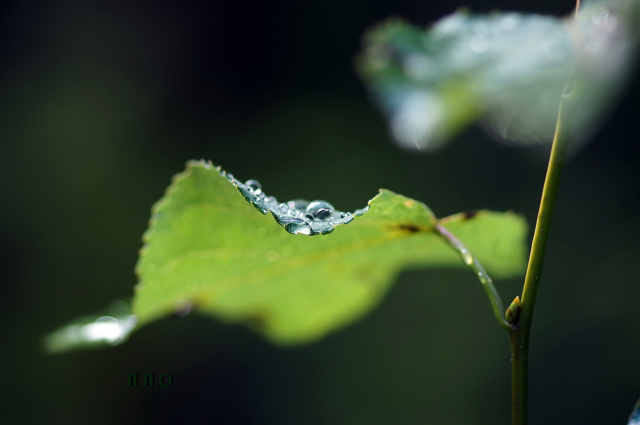 Sony Alpha DSLR-A580 + Sony 100mm F2.8 Macro sample photo. Свежесть photography