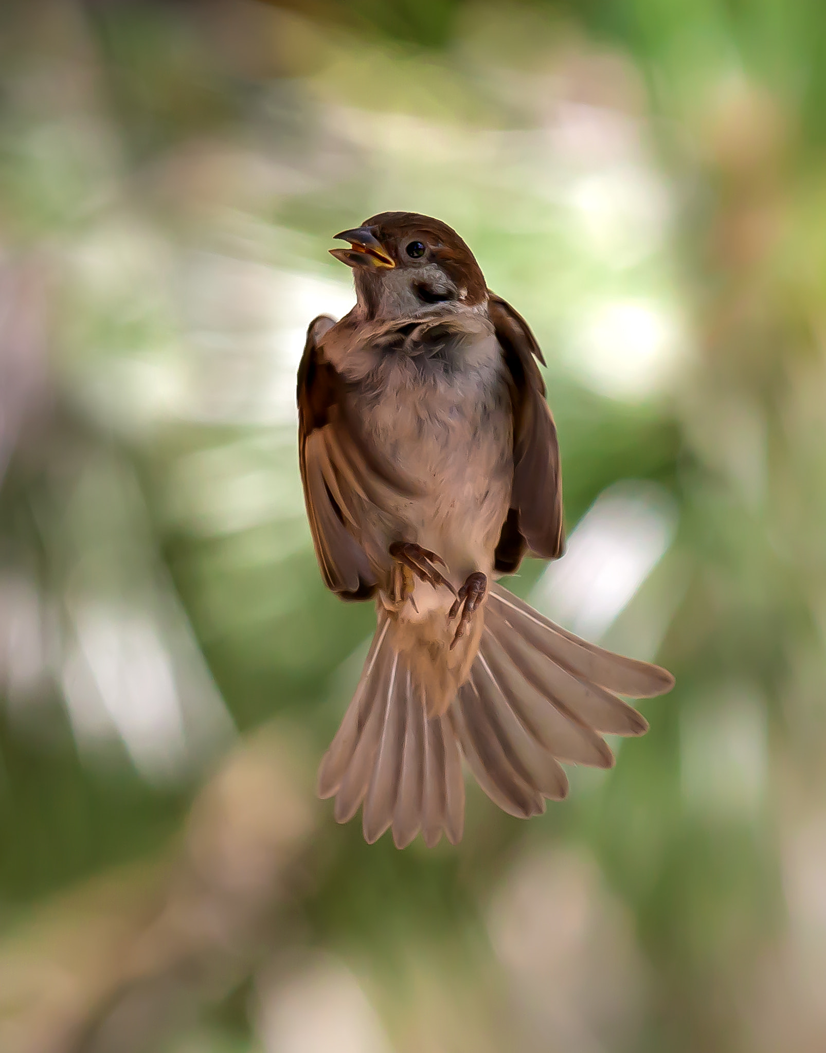 Canon EF 600mm F4L IS II USM sample photo. Sparrow's dance photography
