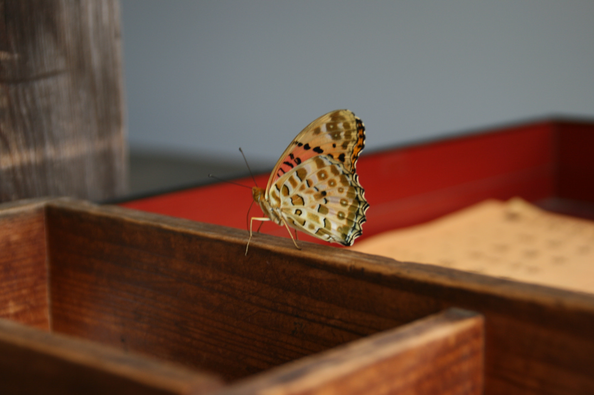Canon EOS 400D (EOS Digital Rebel XTi / EOS Kiss Digital X) sample photo. Butterfly in temple photography