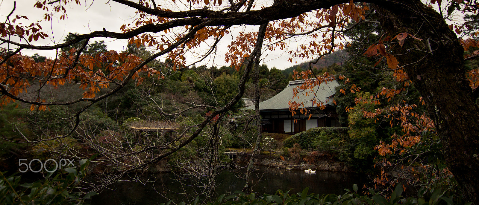 Canon EOS 500D (EOS Rebel T1i / EOS Kiss X3) sample photo. Ryoanji temple photography