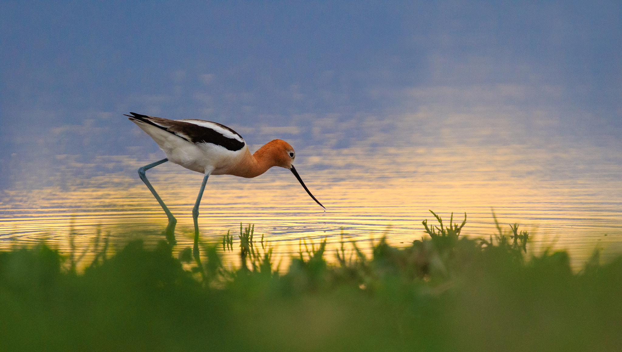 Canon EF 400mm F4 DO IS II USM sample photo. American avocet photography