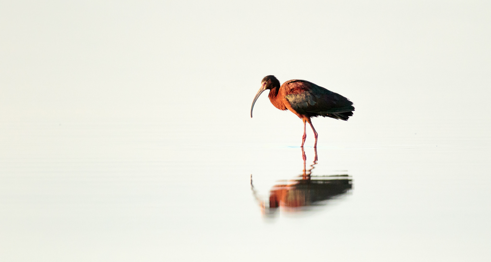 Canon EF 400mm F4 DO IS II USM sample photo. White-faced isis photography