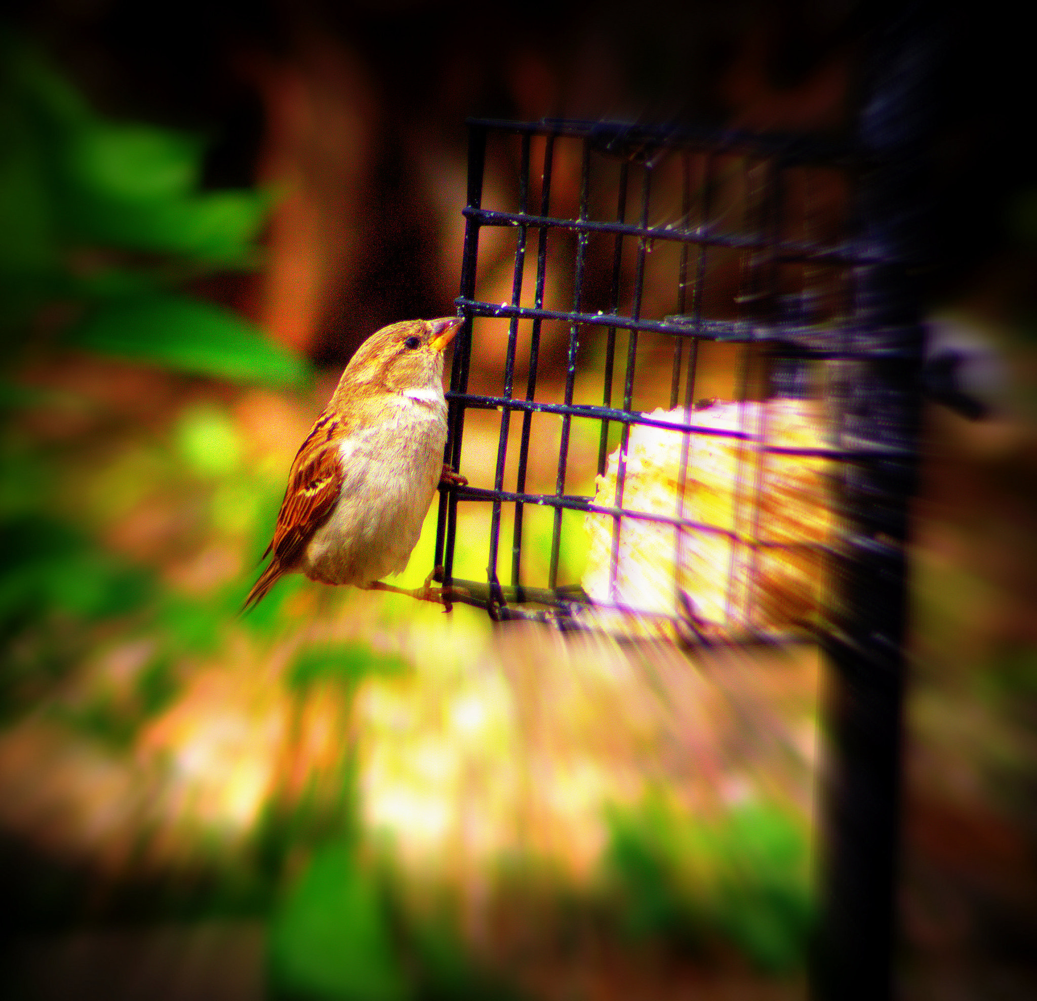 Canon EOS 100D (EOS Rebel SL1 / EOS Kiss X7) sample photo. Sparrow at lunch photography