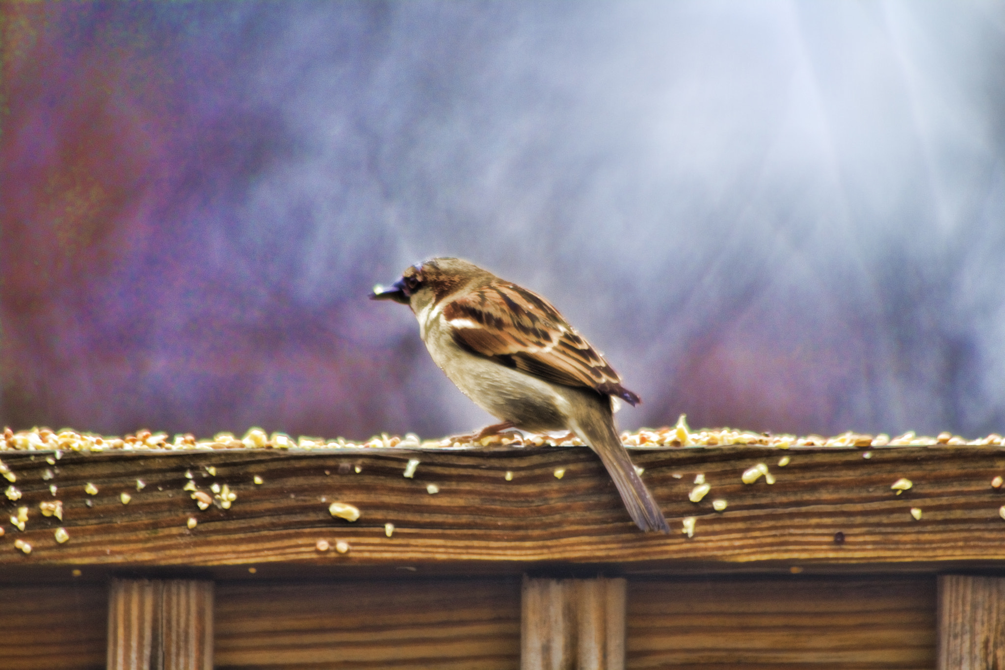 Canon EF 70-300mm F4-5.6 IS USM sample photo. Bird photography