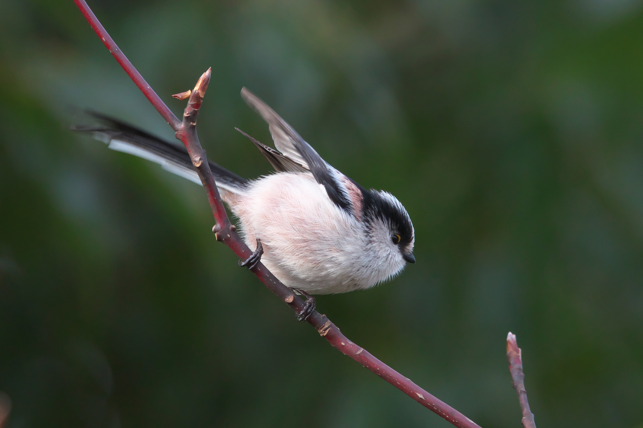 Canon EF 600mm F4L IS II USM sample photo. Long-tailed tit photography