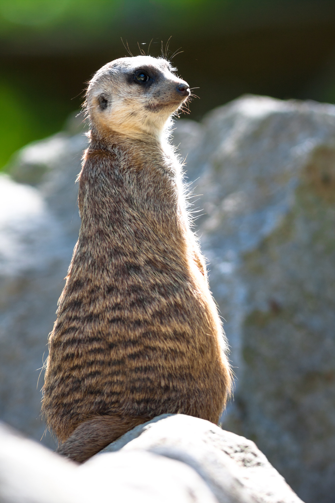 Canon EOS 40D + Canon EF 300mm F4L IS USM sample photo. Meerkat photography