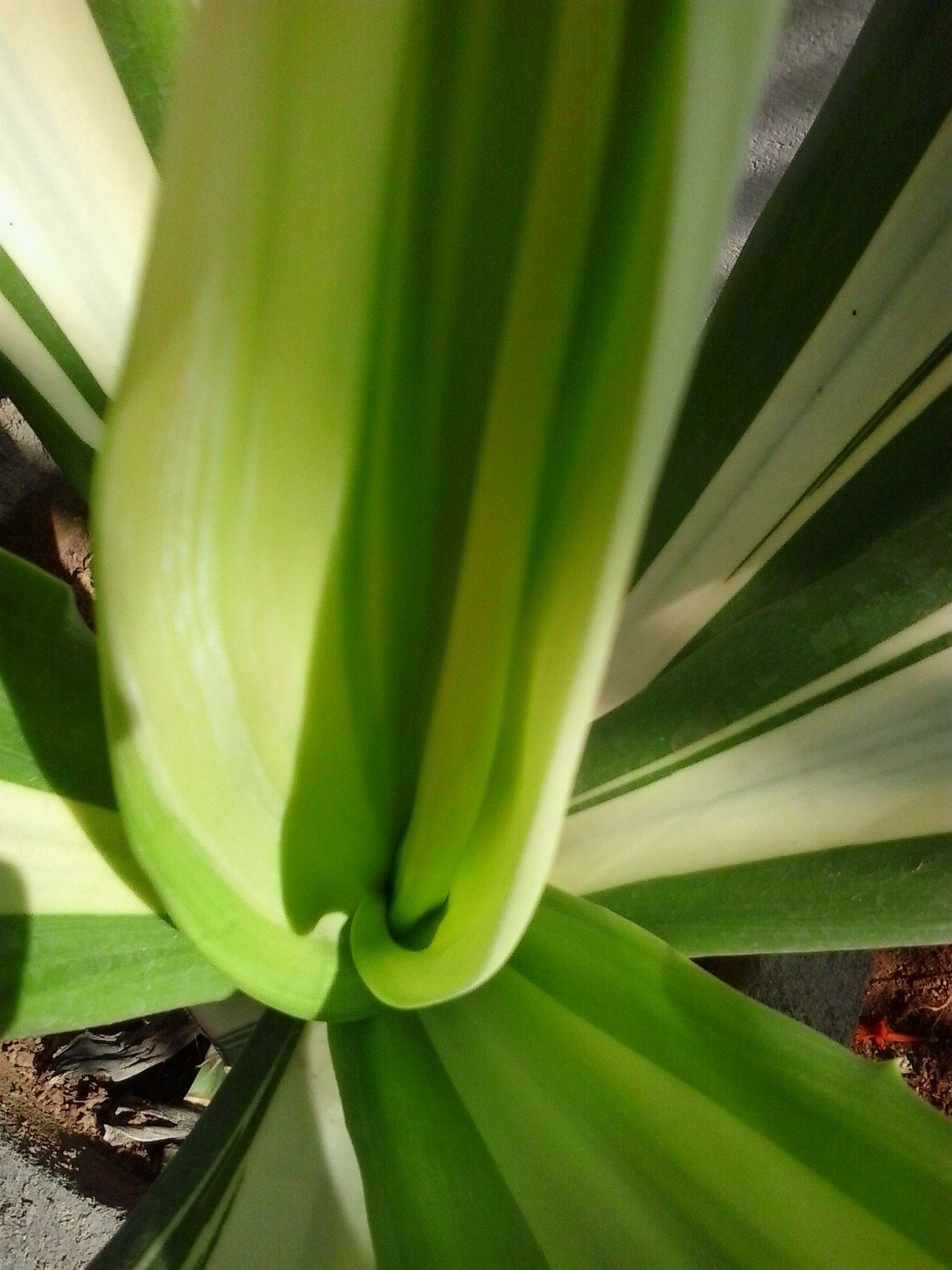 Samsung Galaxy Young sample photo. [] photography