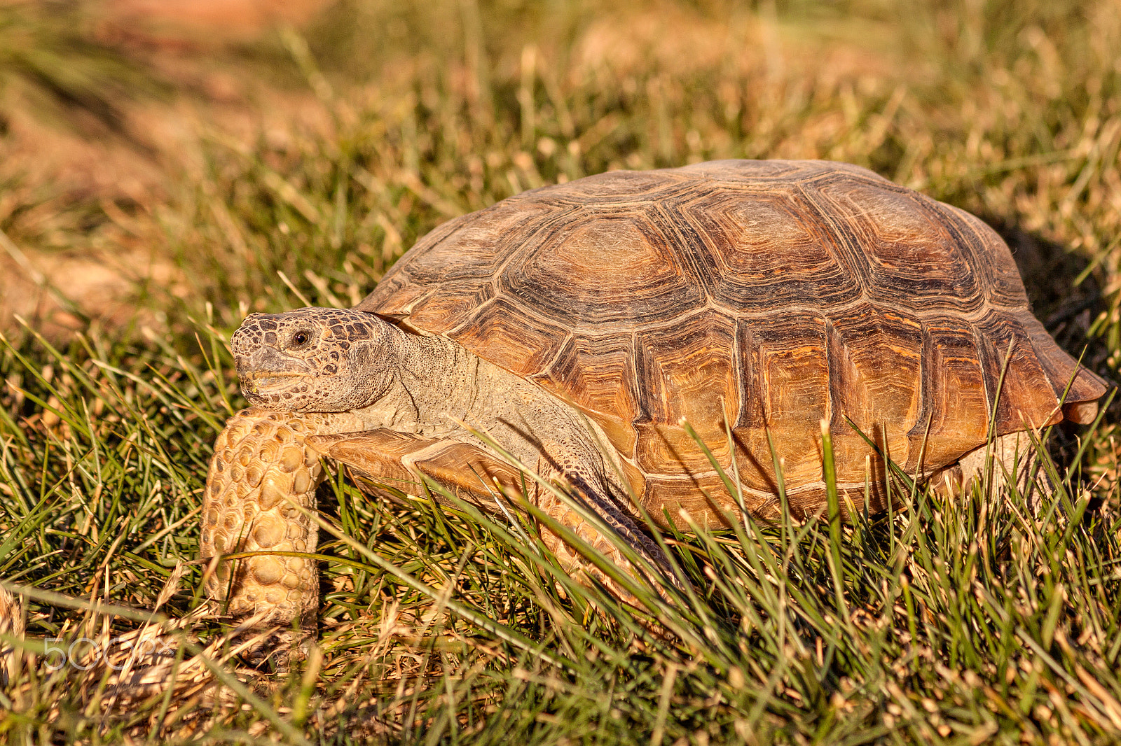 Canon EF 75-300mm F4.0-5.6 IS USM sample photo. Desert tortoise photography
