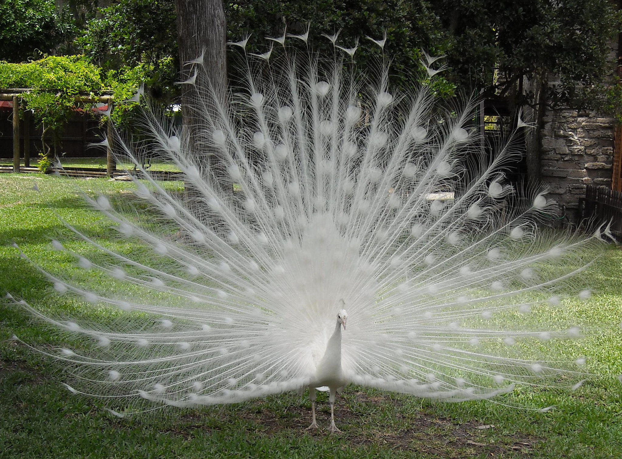 Nikon Coolpix L16 sample photo. White peacock photography