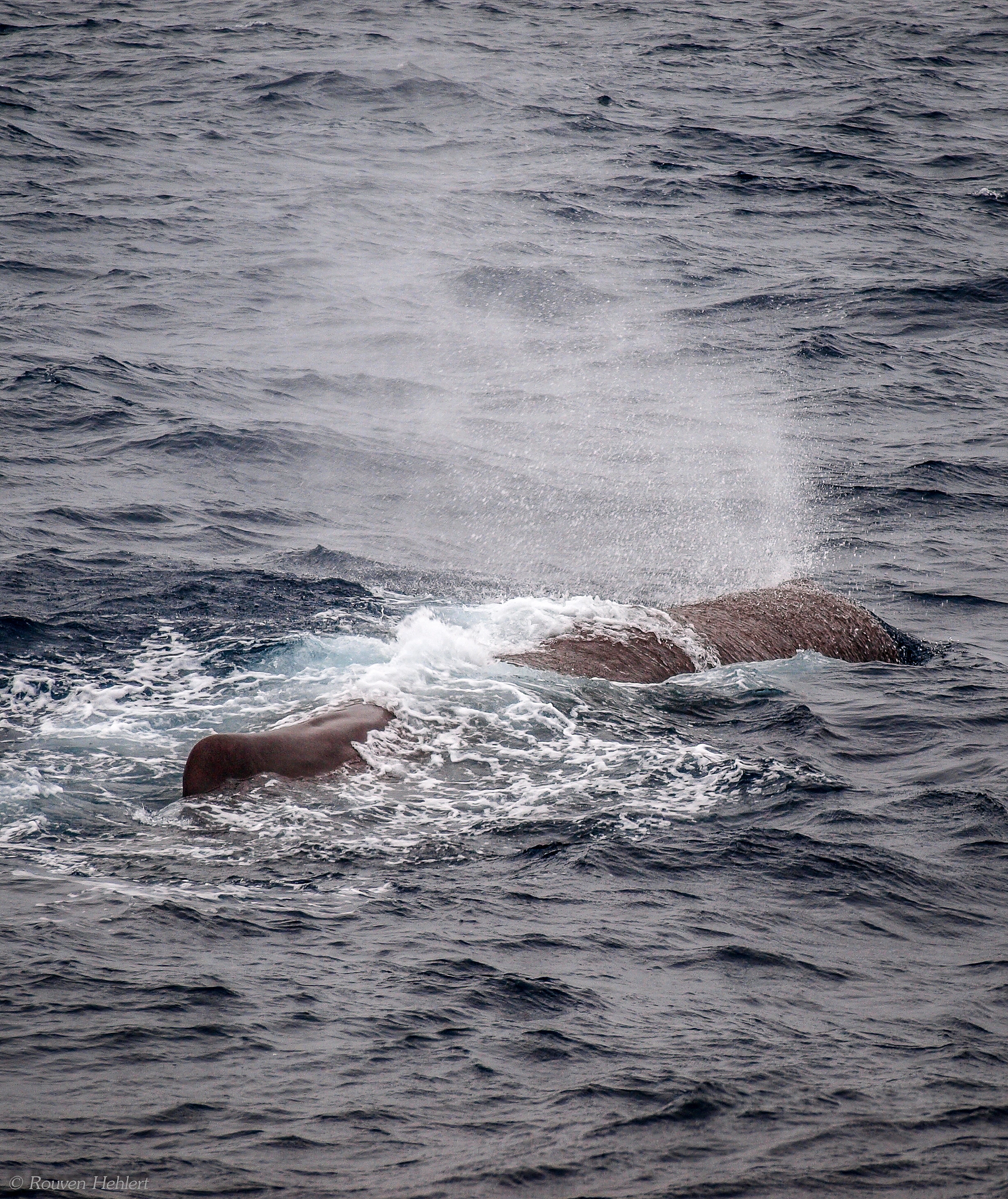 Olympus Zuiko Digital ED 40-150mm F4.0-5.6 sample photo. Sperm whale photography