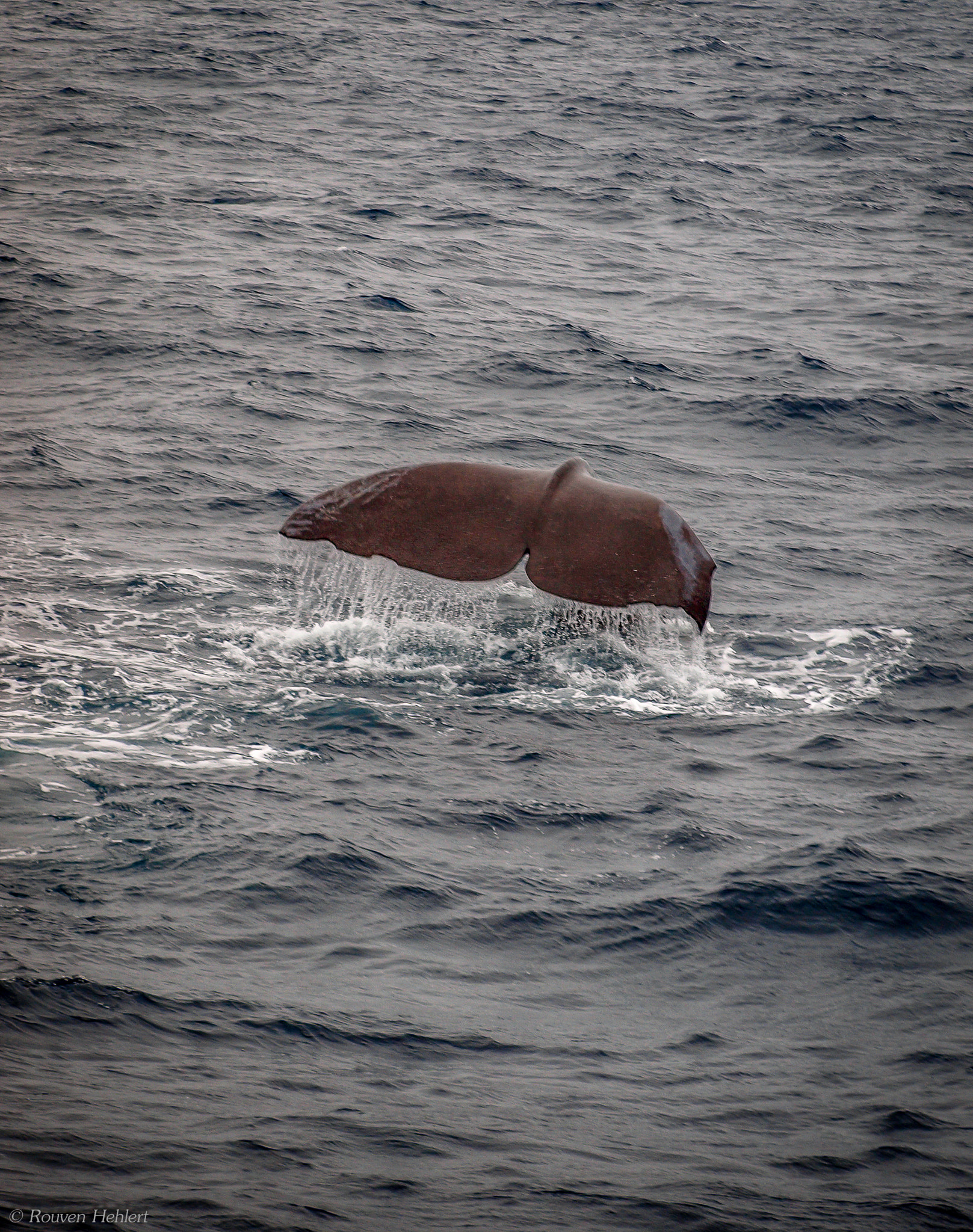 Olympus Zuiko Digital ED 40-150mm F4.0-5.6 sample photo. Diving sperm whale photography