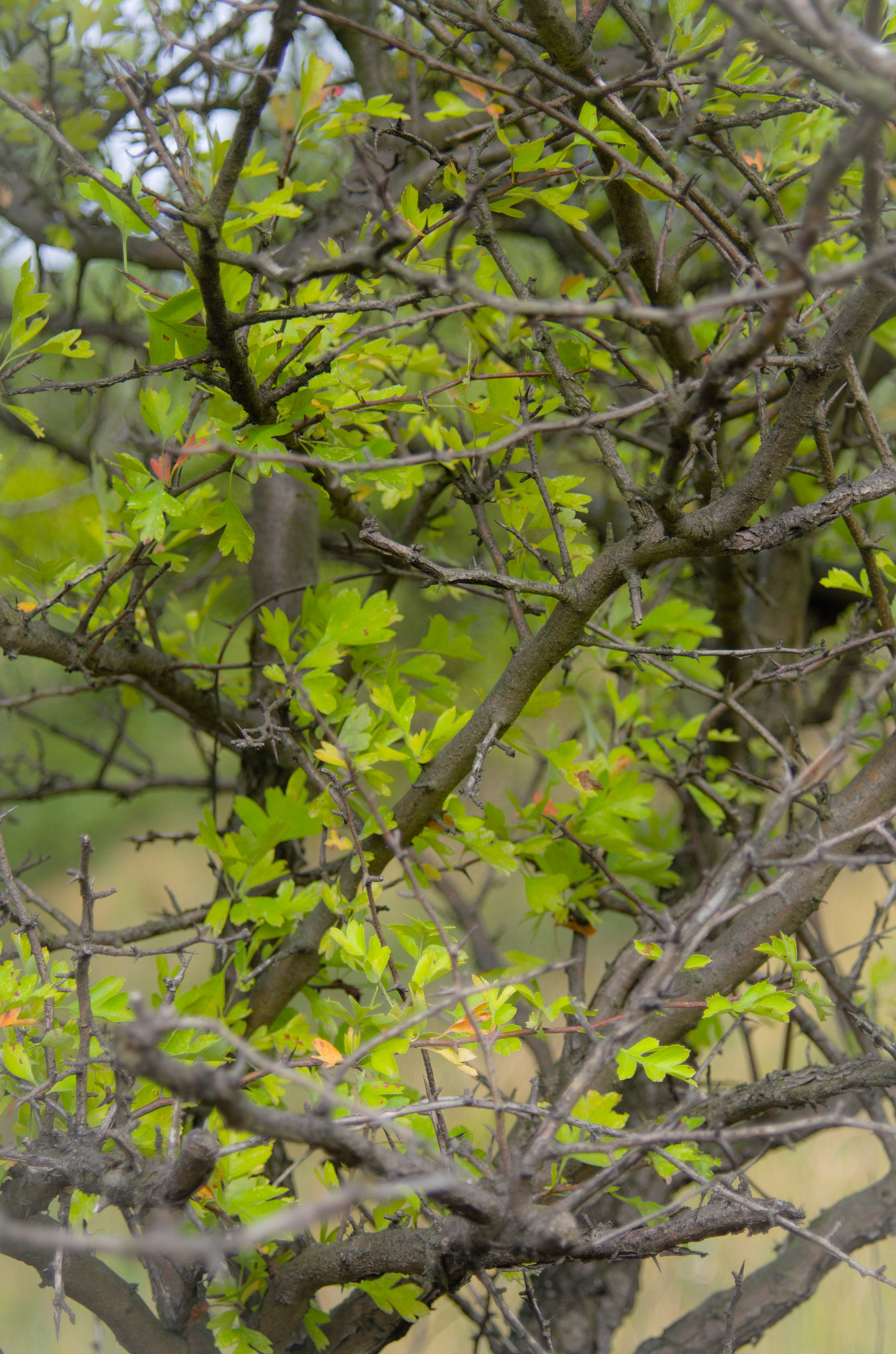 AF Zoom-Nikkor 35-80mm f/4-5.6D sample photo