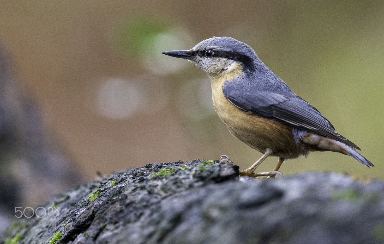 Pentax K-5 IIs + Pentax smc DA* 300mm F4.0 ED (IF) SDM sample photo. Nuthatch photography