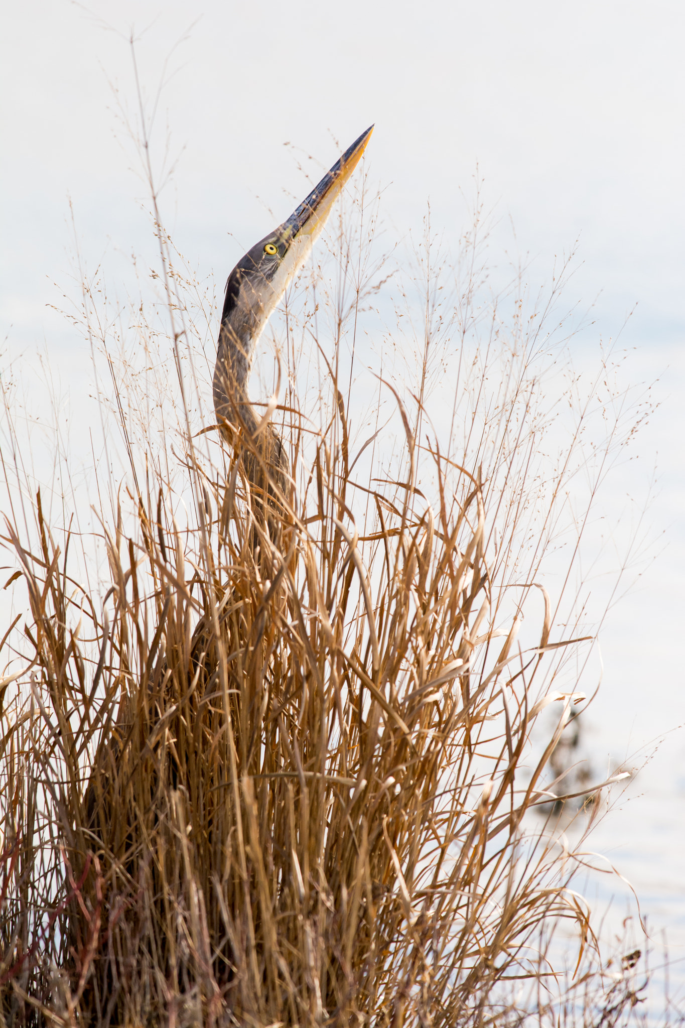AF-S Nikkor 300mm f/2.8D IF-ED II sample photo. Great blue heron photography