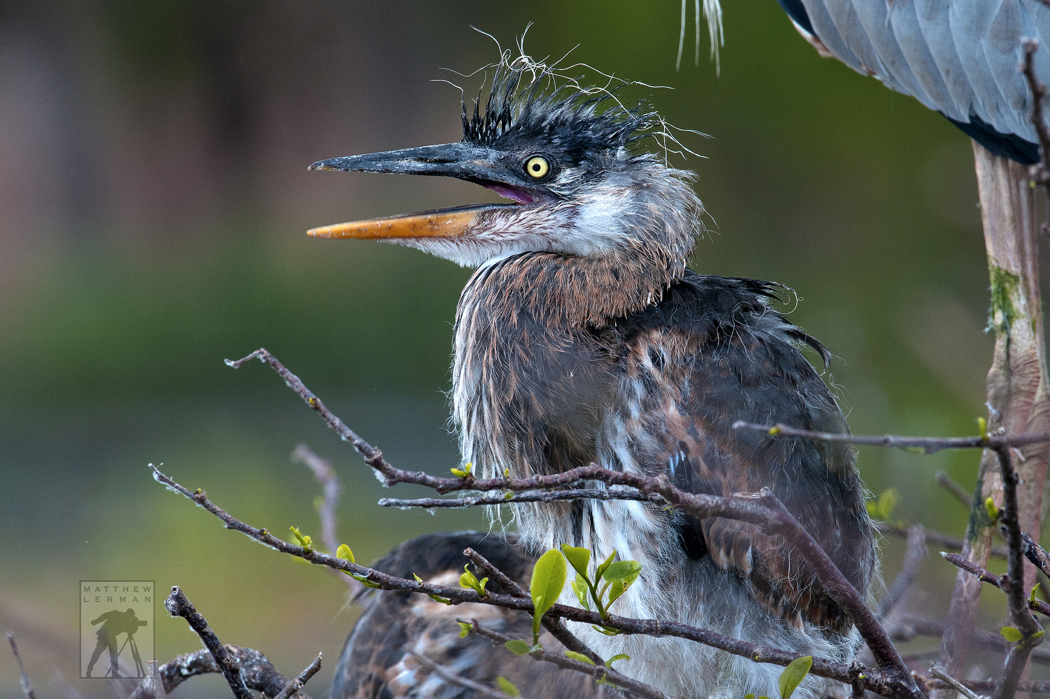 Nikon D300 + Nikon AF-S Nikkor 600mm F4G ED VR sample photo. Great blue heron chick photography