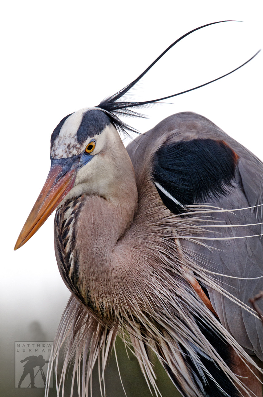 Nikon D300 + Nikon AF-S Nikkor 600mm F4G ED VR sample photo. Great blue heron photography