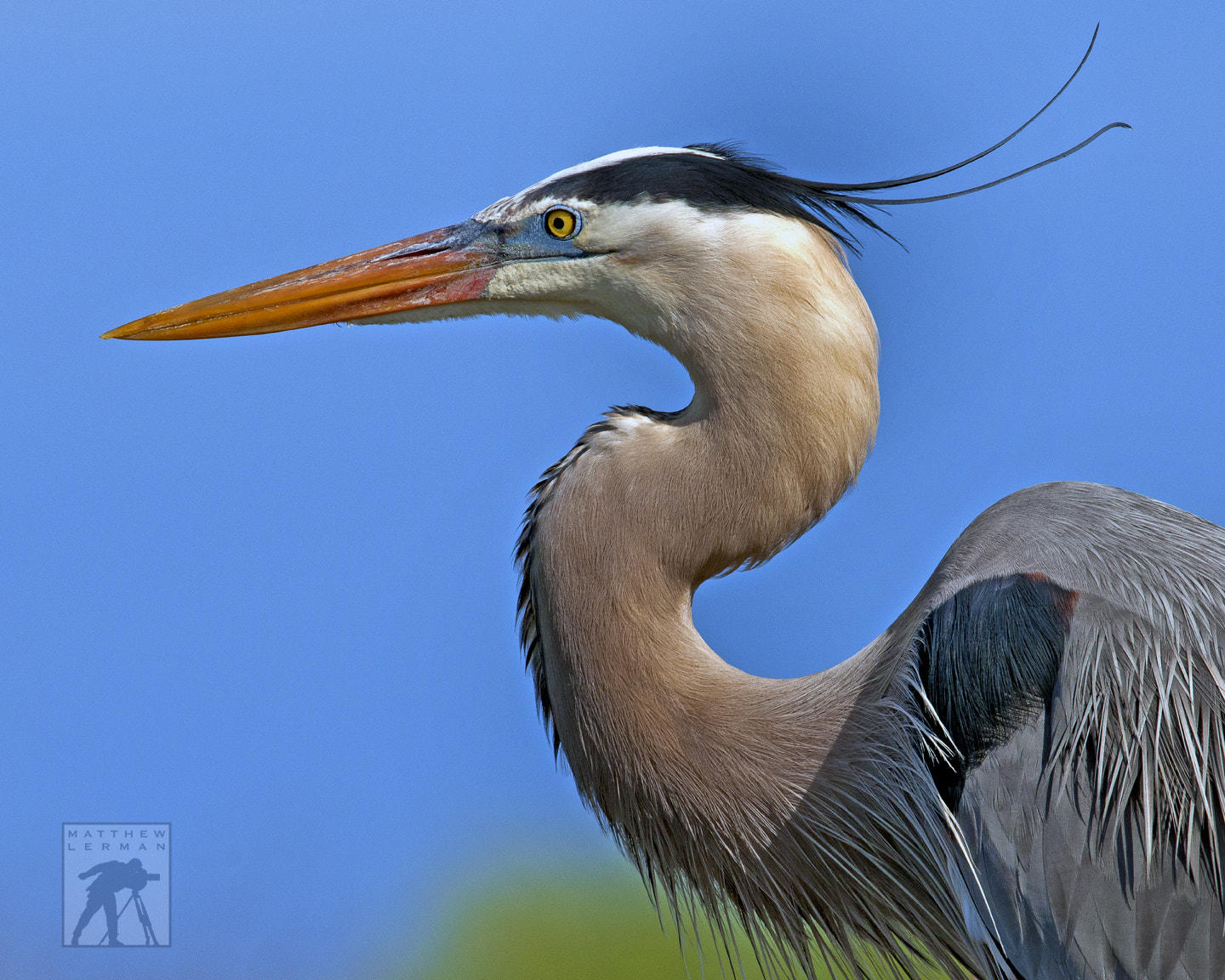 Nikon D300 + Nikon AF-S Nikkor 600mm F4G ED VR sample photo. Great blue heron photography