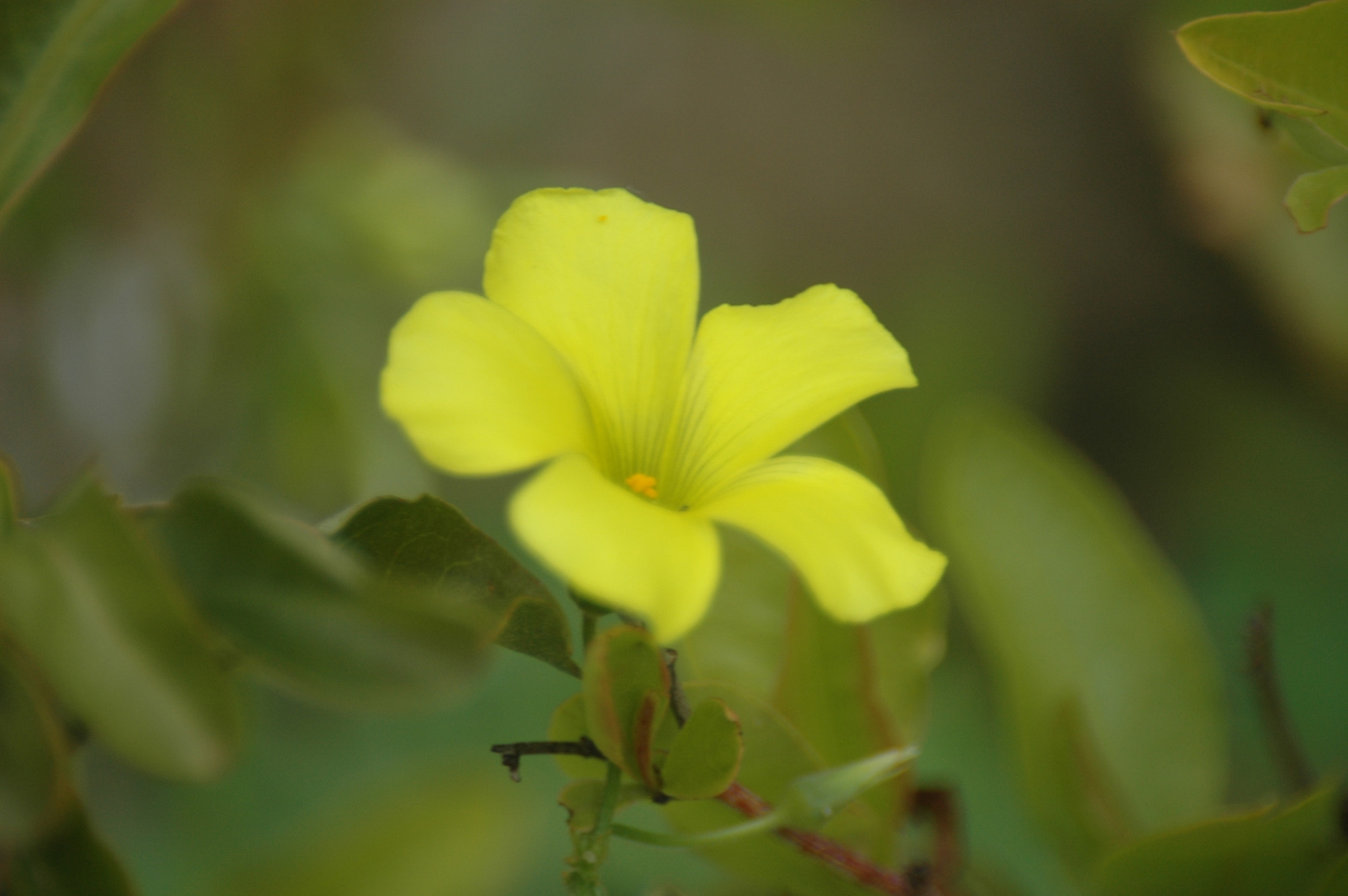 Nikon D70 + Sigma 70-300mm F4-5.6 DG Macro sample photo. __image__ photography