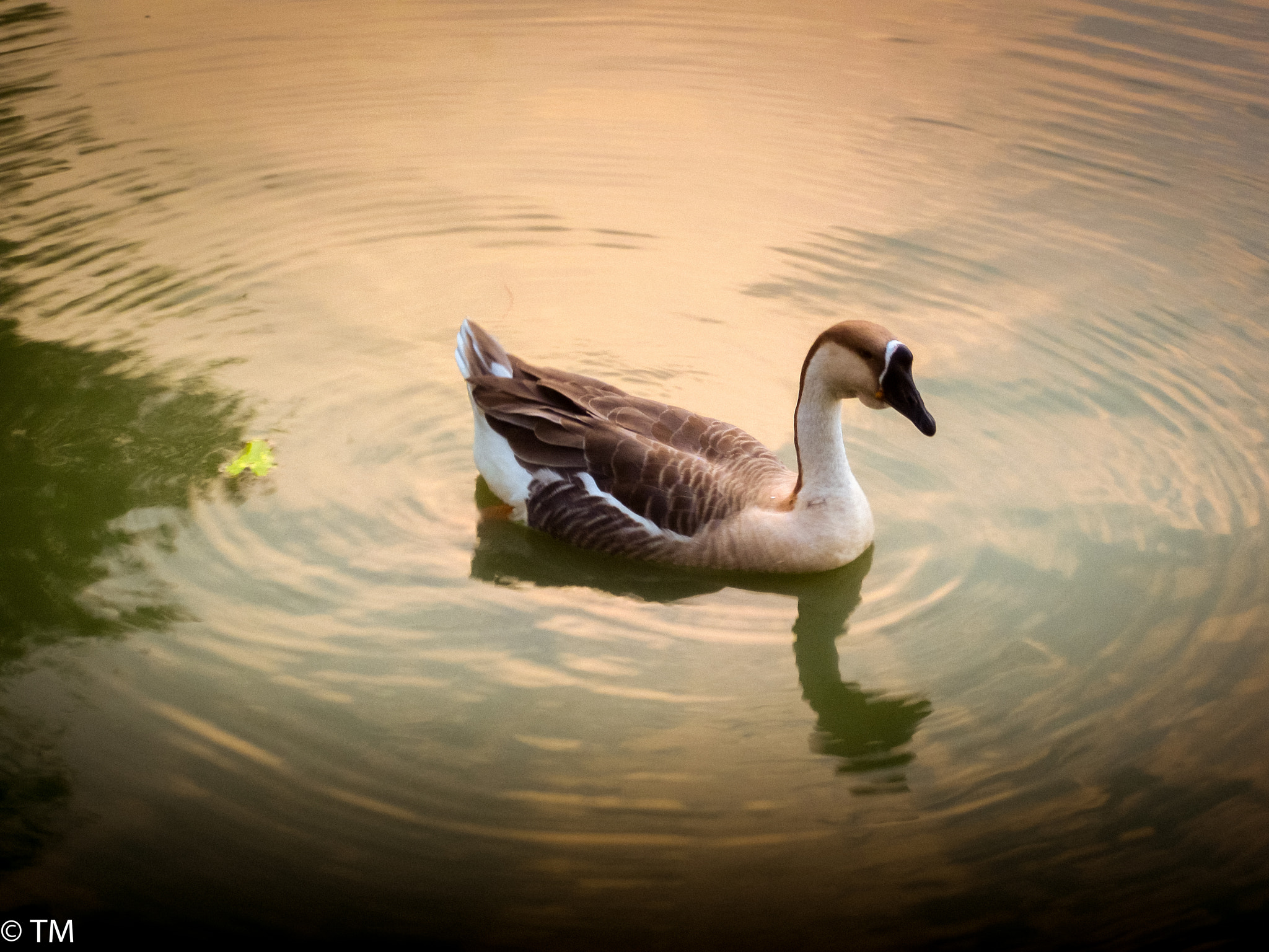 Canon PowerShot SD1300 IS (IXUS 105 / IXY 200F) sample photo. Swan and the circles photography